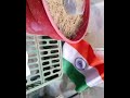 Very fastest way to grow tulsi plant holy basil from seeds  how to collect seeds from tulsi plant