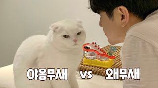 하루종일 '야옹' 하는 고양이 vs '왜' 만 하는 남집사 ㅋㅋㅋㅋㅋㅋㅋㅋㅋㅋ