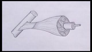 Class 10 biology experiment 12.1 drawing - Skeletal muscle drawing
