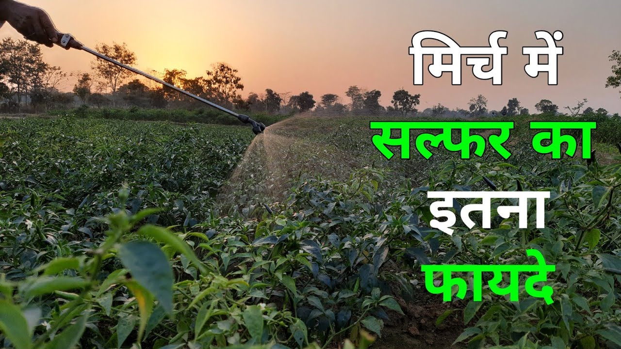 मिर्च में सल्फर कब और कितना देना चाहिए || Sulphur Use in Chilli || मिर्च में सल्फर डालने का फायदे 🤫