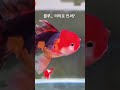 룰루는 인싸?? | Is Lulu the Social Goldfish?