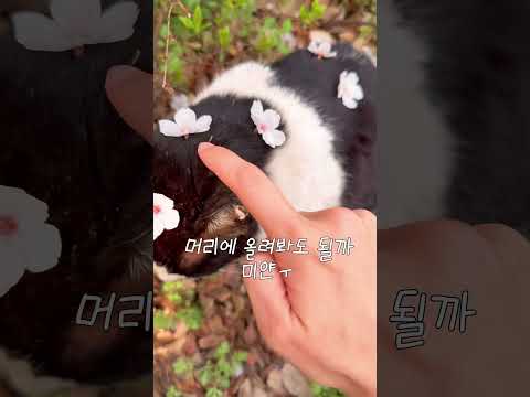 벚꽃 찍을 때 조심해야 하는 이유🤯#퉁퉁퉁퉁퉁퉁퉁사후르 #벚꽃나무 #식빵 #소금빵 #벚꽃명소