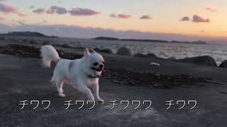 Video thumbnail of "『チワワの歌』chihuahua song ヴォーカル：塚本江里子　作詞作曲：薮田翔一"