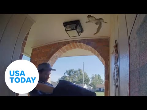 Wild squirrel launches, flies into home as door opens for pizza delivery | USA TODAY