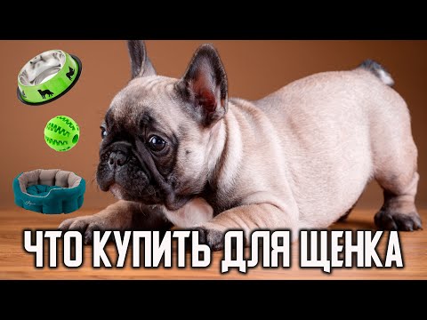 5 Вещей для ЩЕНКА французского бульдога. Как подготовить квартиру