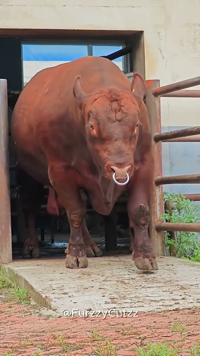 Baby Animals That Grew Into GIANTS!🐶