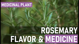 Spice Up Your Life (and Your Health!): Rosemary's Medicinal Uses You Didn't Know About