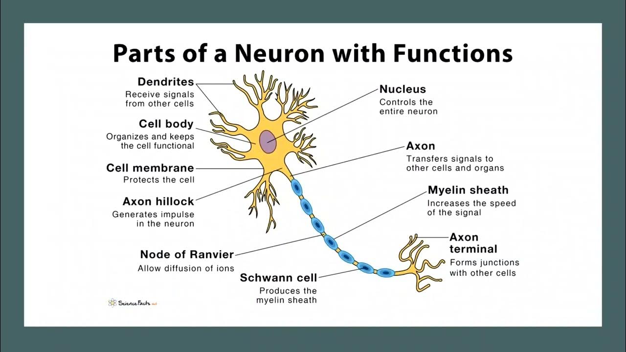 Below is a part of an