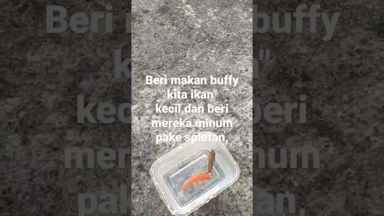 cara merawat buffy fish owl dari baru menetas(part2)