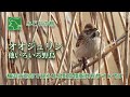 オオジュリンとその他鶴見川・新横浜公園の野鳥