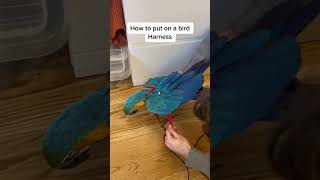 Step-by-Step Guide to Putting a Harness on a Parrot