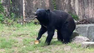 八木山動物公園   ツキノワグマ   ツバサ   アオバ