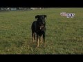 Berger de Beauce (Beauceron): Informationen zur Rasse