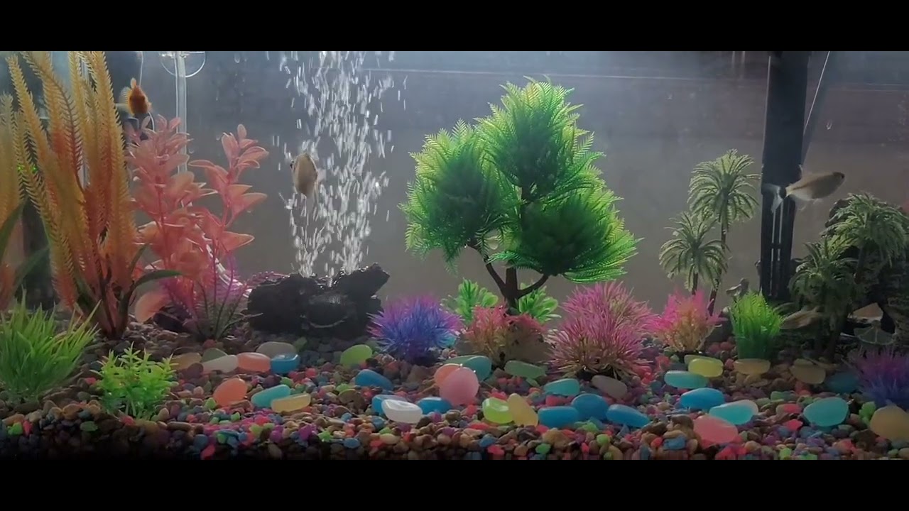 My beautiful fish tank