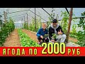 Ягода по 2000 руб