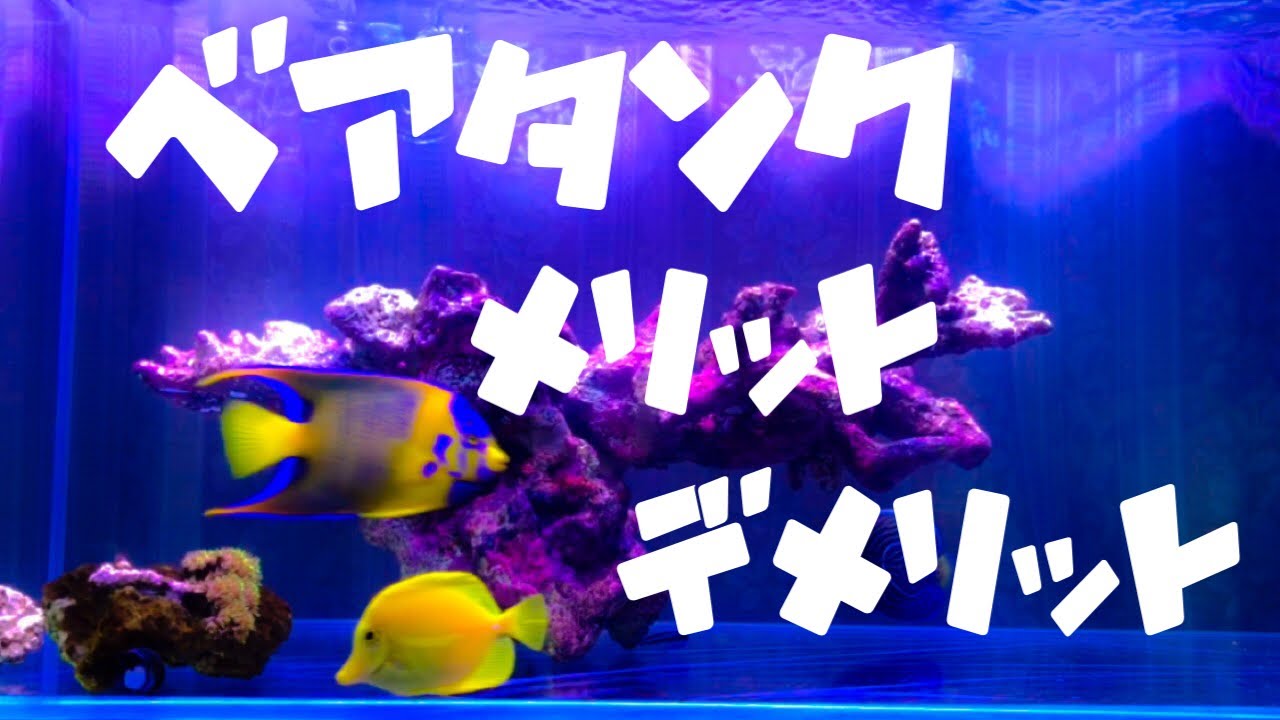 海水魚 ベアタンク メリットとデメリット Youtube