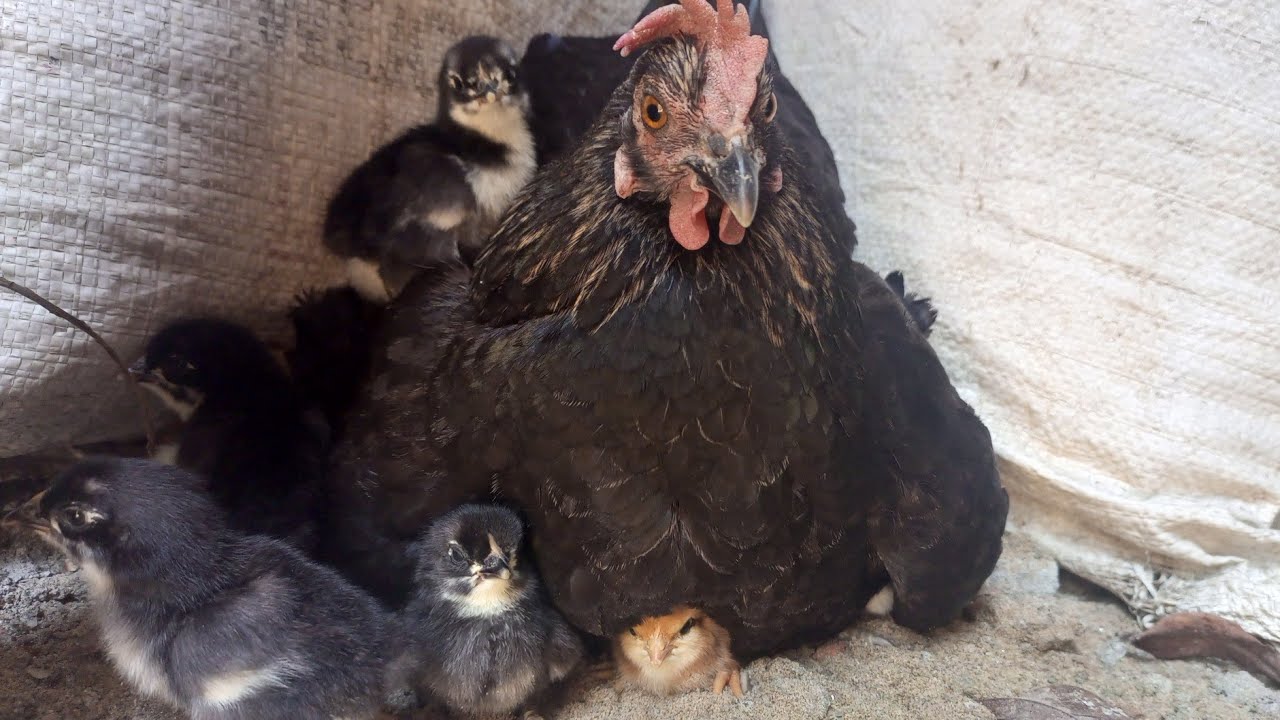 What To Feed Backyard Chickens At The Morning Village Life YouTube what-to-feed-backyard-chickens-at-the-morning-village-life-youtube