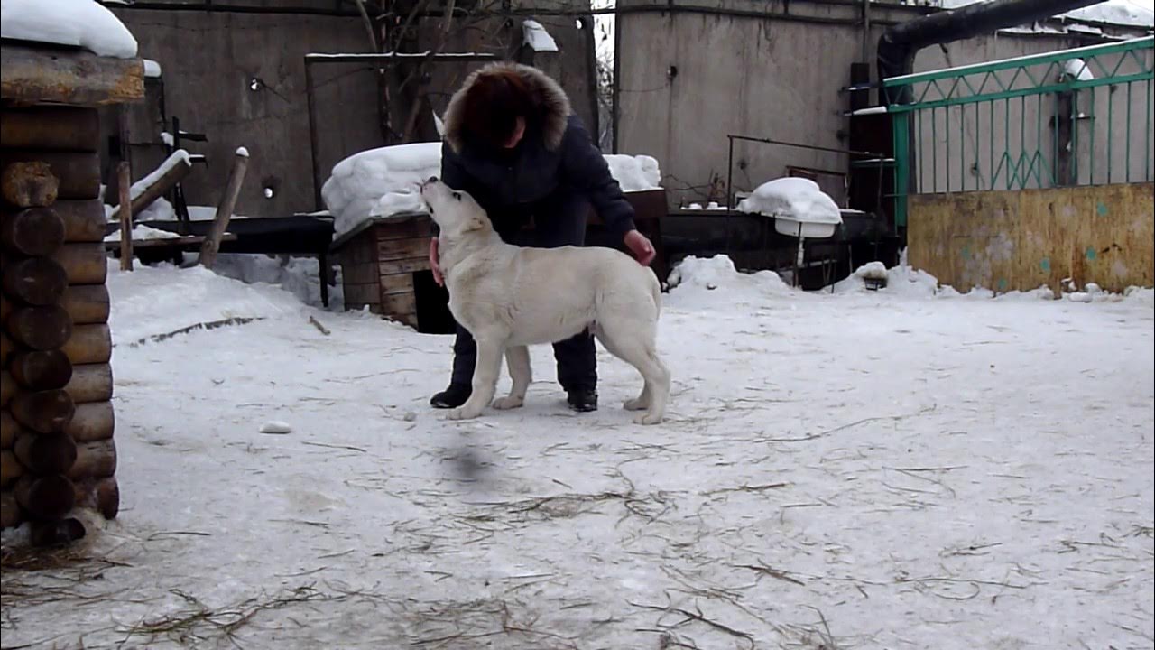 Жанам баш
