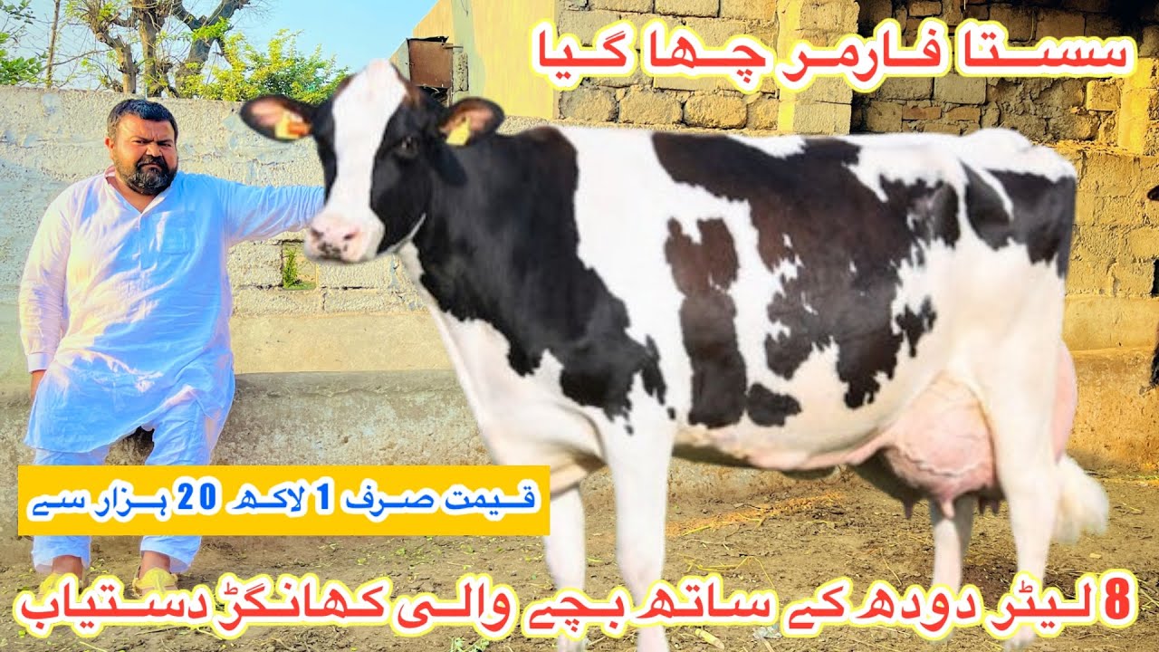 Azhar Dairy Farm | Top Class Jersey Fresian Cows | Khangar Cows For ...