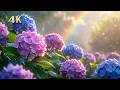 【雨音と紫陽花】心が静かになる癒しの時間|睡眠・作業・リラックスBGM