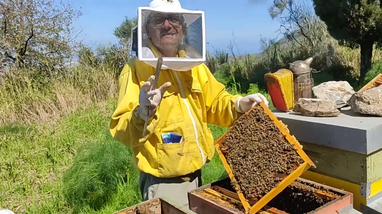 Prevenzione sciamatura: quando togliere telai, aggiungere fogli cerei e posizionare il melario