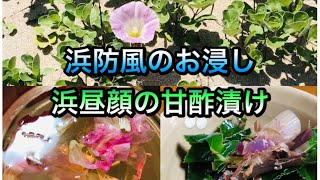 初夏　山陰の野草を食べる　浜防風と浜昼顔のお浸し　おまけ　錨防風の作り方