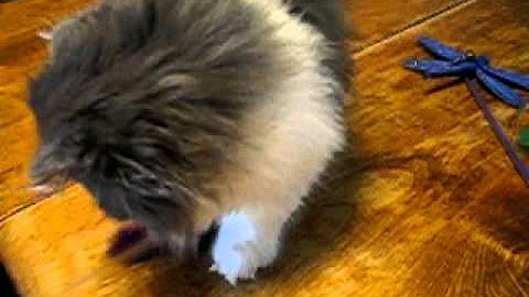 Watch the video about Blue/White Persian Kitten @ 10 weeks