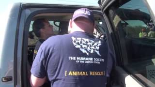 Dog Rescued from the Rubble