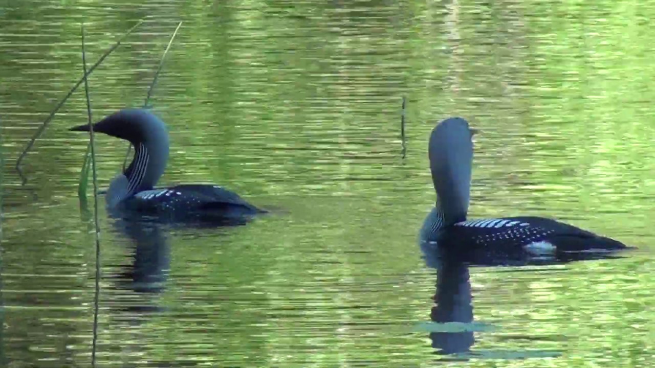 Black-throated loon (Gavia arctica) | Kuikka | Prachttaucher | Colimbo