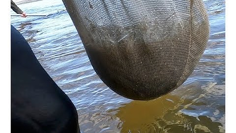 Whitebait - A big run