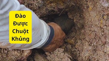 Đào hang bắt chuột CỐNG NHUM | Út Ruộng Vlog