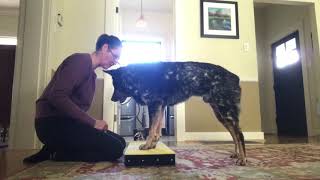 Aging dogs-wk1-pawsup1 by loresu1 9 views 7 months ago 1 minute, 26 seconds