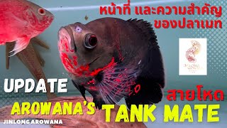 Update ล่าสุด #TankMate สำหรับ #ปลามังกร 🔥🔥 #Arowana ข้อดี ข้อเสีย ของเมทมังกร