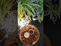 बोरिंग लोकी से बनाए टेस्टी नाश्ता 😋#shorts #reelkarofeelkaro #trending #laukikipakodi...