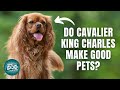 12 Things Only Cavalier King Charles Spaniels Dog Owners Understand