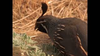 Wild America (1986) | S6 E3 'Pretty as a Quail' | Full Episode | FANGS screenshot 5