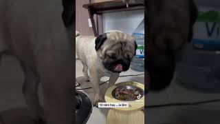 Chú chó Pug Hạnh Phúc