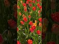 Orange tulips shining softly in the spring air 🌷🧡
