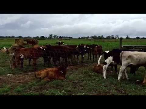 Visit to a cow farm in Victoria, Australia