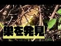 【衝撃・刑執行】アシナガバチの巣を駆除＃とげとげ