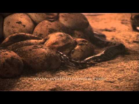 Python eggs hatching into baby snakes in their nest