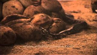 Python eggs hatching into baby snakes in their nest