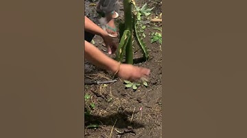 Cara menanam buah naga #tutorial #menanam #buahnaga #banyuwangi #agrowisata