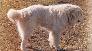 The Truth About Great Pyrenees: Debunking Common Myths