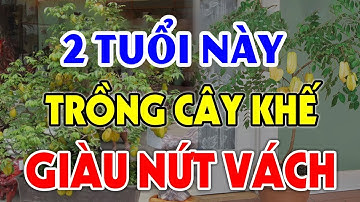 CÂY KHẾ Sẽ HÚT TÀI LỘC Tiền Vàng Kéo Vào Ầm Ầm, Đổi Đời Giàu Nứt Vách Nếu Rơi Vào Tay 3 Con Giáp Này