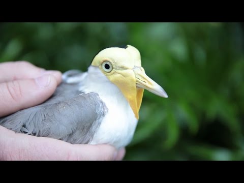 Masked Lapwing