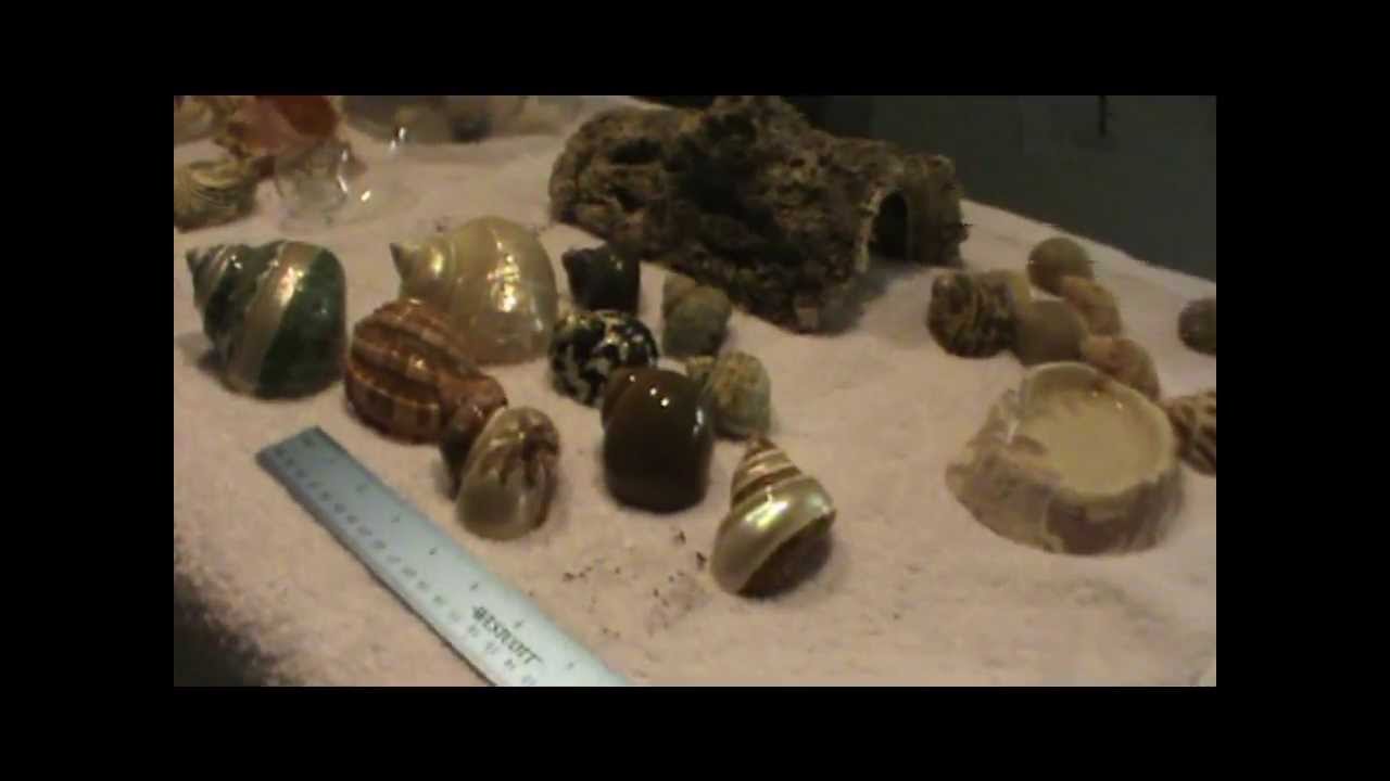 Hermit Crab Shells - YouTube