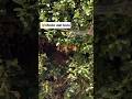 🌤cari tempat yang asik#shorts #shortvideo #shortsfeed #cat #oyen #catfunny #kucing #kucinglucu #hot🌤