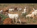 Tabia Ya Masai Unaijua Angalia Tabia Ya Masai Unaijua Angalia