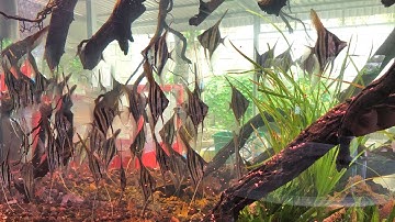 Thả 39 con ALTUM -  CÁ THẦN TIÊN số thần tài vào hồ BIOTOPE ở Bến Tre cho ông anh